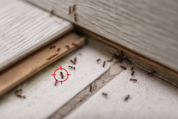 Best Cockroach Control Services  in Thompson, ND