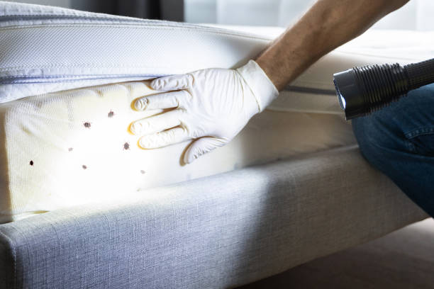 Best Ant Control Services  in Thompson, ND