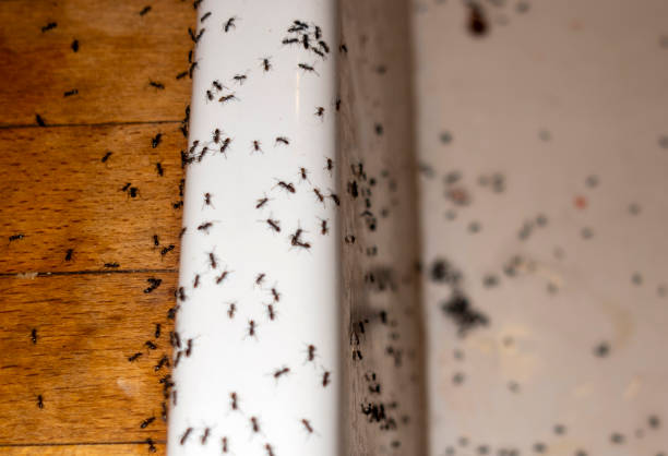 Best Bed Bug Extermination  in Thompson, ND