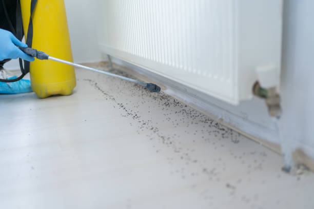 Best Termite Control Services  in Thompson, ND
